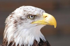 老鹰是第几声拼音 - 资讯追踪分类下的文章配图