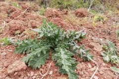 马刺根不能与什么同吃会中毒 - 体坛新闻分类下的文章配图