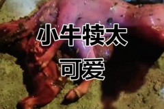 公牛生孩子 - 体坛新闻分类下的文章配图