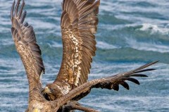 老鹰的拼音是轻声吗 - 资讯追踪分类下的文章配图