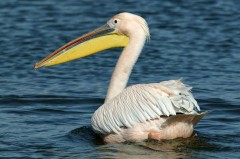 鹈鹕是干嘛的 - 体坛新闻分类下的文章配图