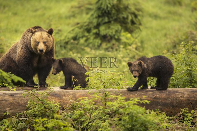 关于灰熊的资料