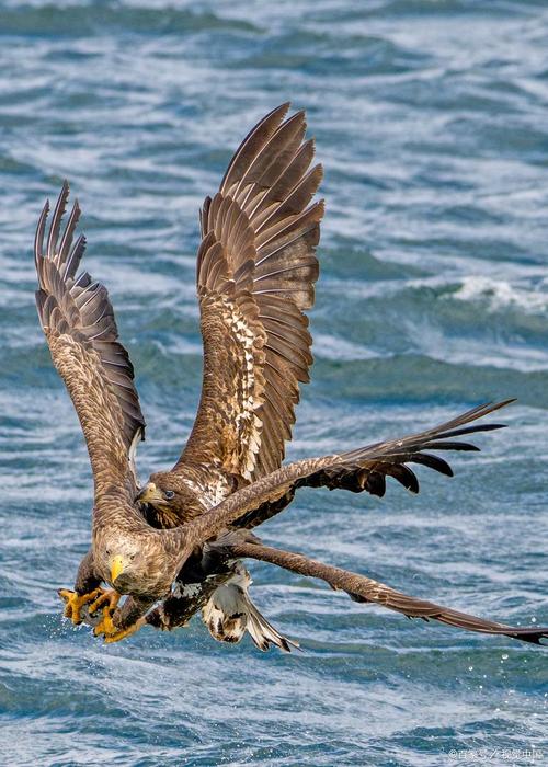 老鹰的拼音是轻声吗