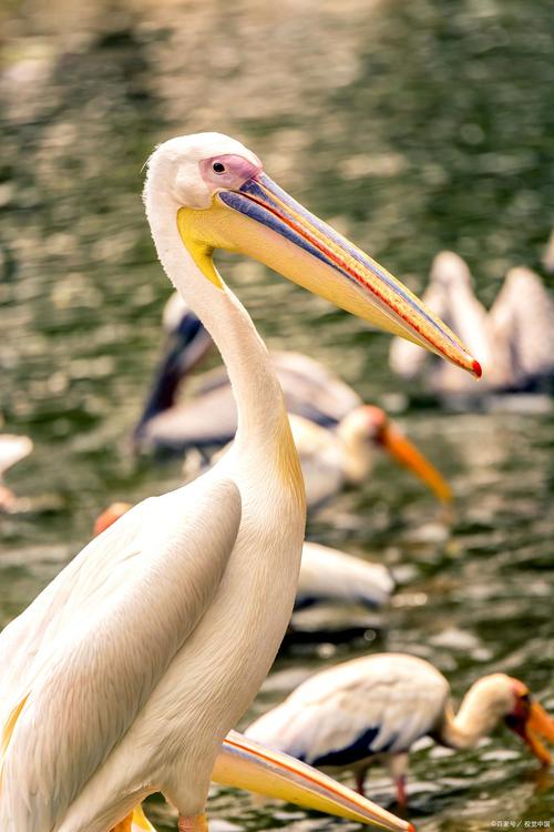 鹈鹕的拼音怎么拼写