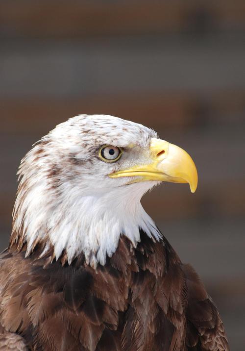 老鹰是第几声拼音