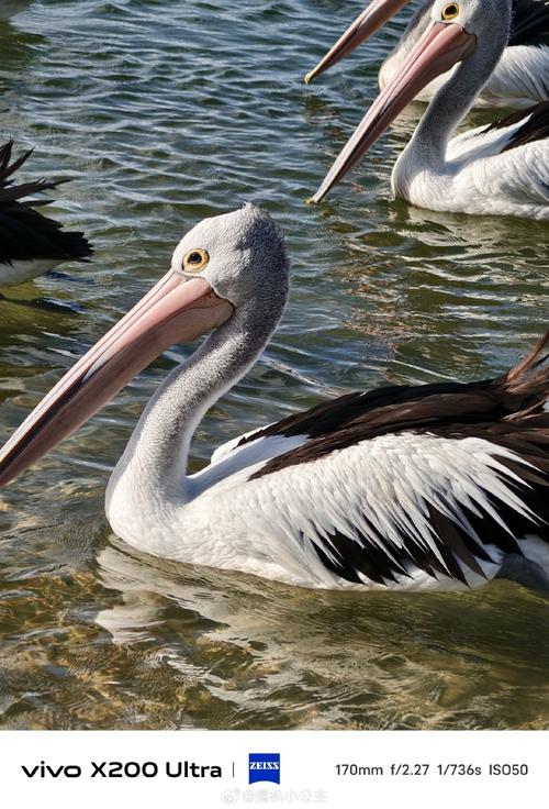 鹈鹕是世界上最大的鸟吗