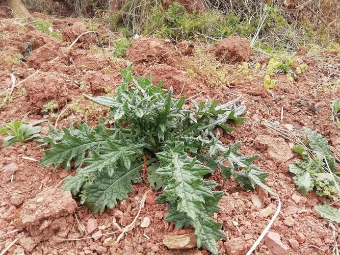 马刺根不能与什么同吃会中毒